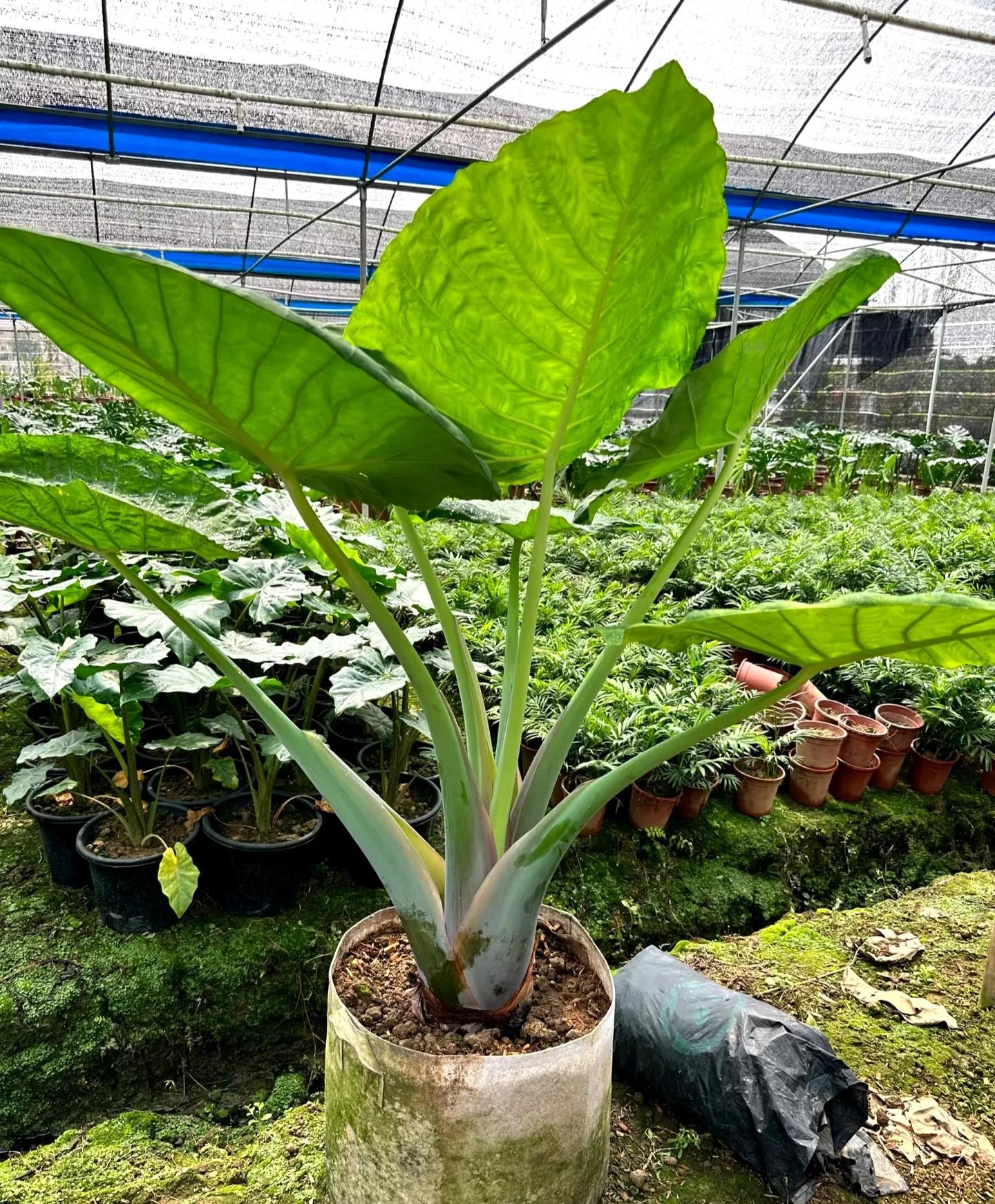 Phong thủy và tài lộc: Có nên trồng cây khoai môn tai voi trong nhà không?- Ảnh 17.