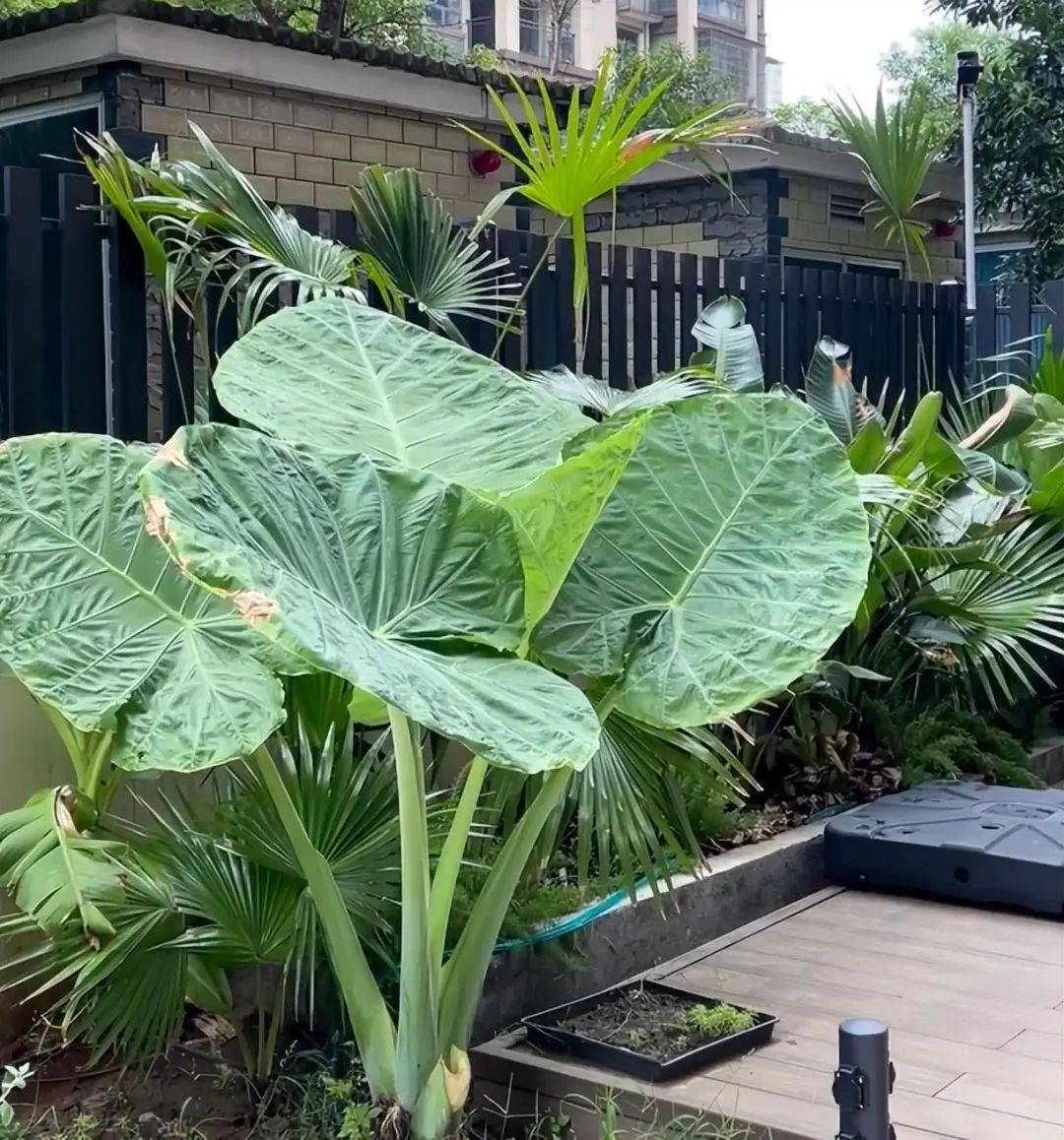 Phong thủy và tài lộc: Có nên trồng cây khoai môn tai voi trong nhà không?- Ảnh 21.