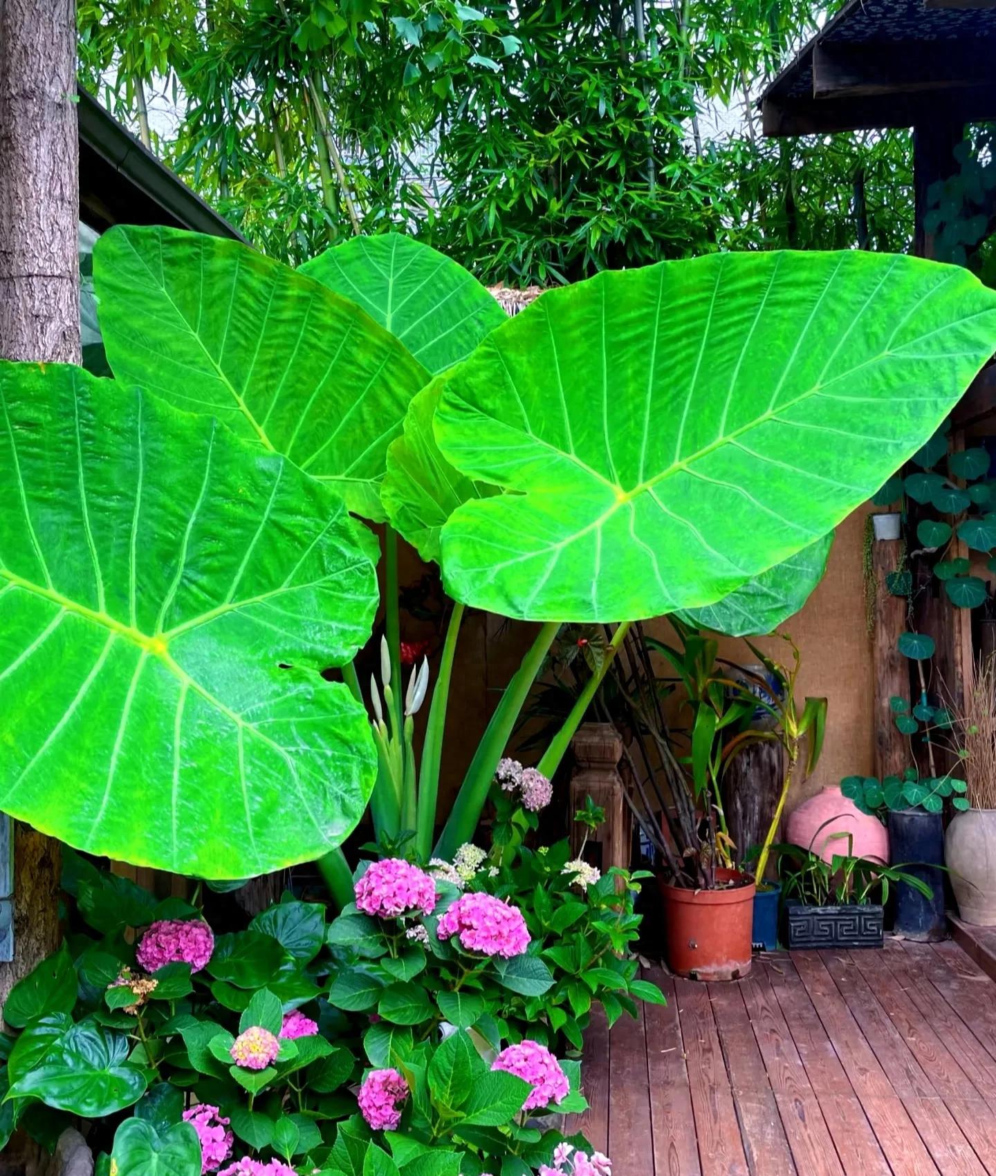 Phong thủy và tài lộc: Có nên trồng cây khoai môn tai voi trong nhà không?- Ảnh 7.