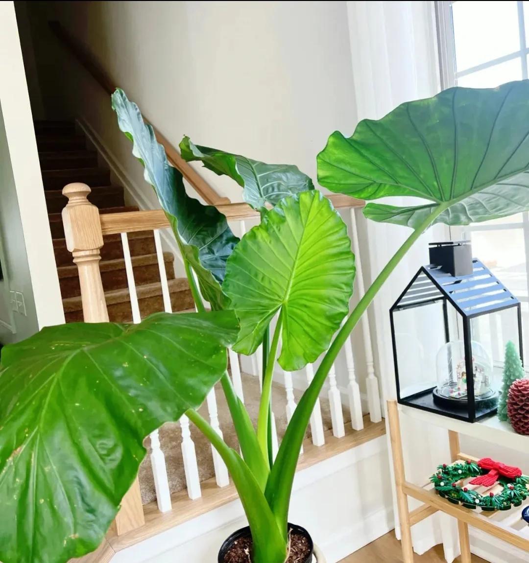 Phong thủy và tài lộc: Có nên trồng cây khoai môn tai voi trong nhà không?- Ảnh 20.