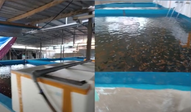 Chân dung 'trùm' đường dây sản xuất ma túy lớn nhất Việt Nam: Tạo vỏ bọc doanh nhân kinh doanh cá cảnh- Ảnh 2. Chân dung 'trùm' đường dây sản xuất ma túy lớn nhất Việt Nam: Tạo vỏ bọc doanh nhân kinh doanh cá cảnh- Ảnh 2.