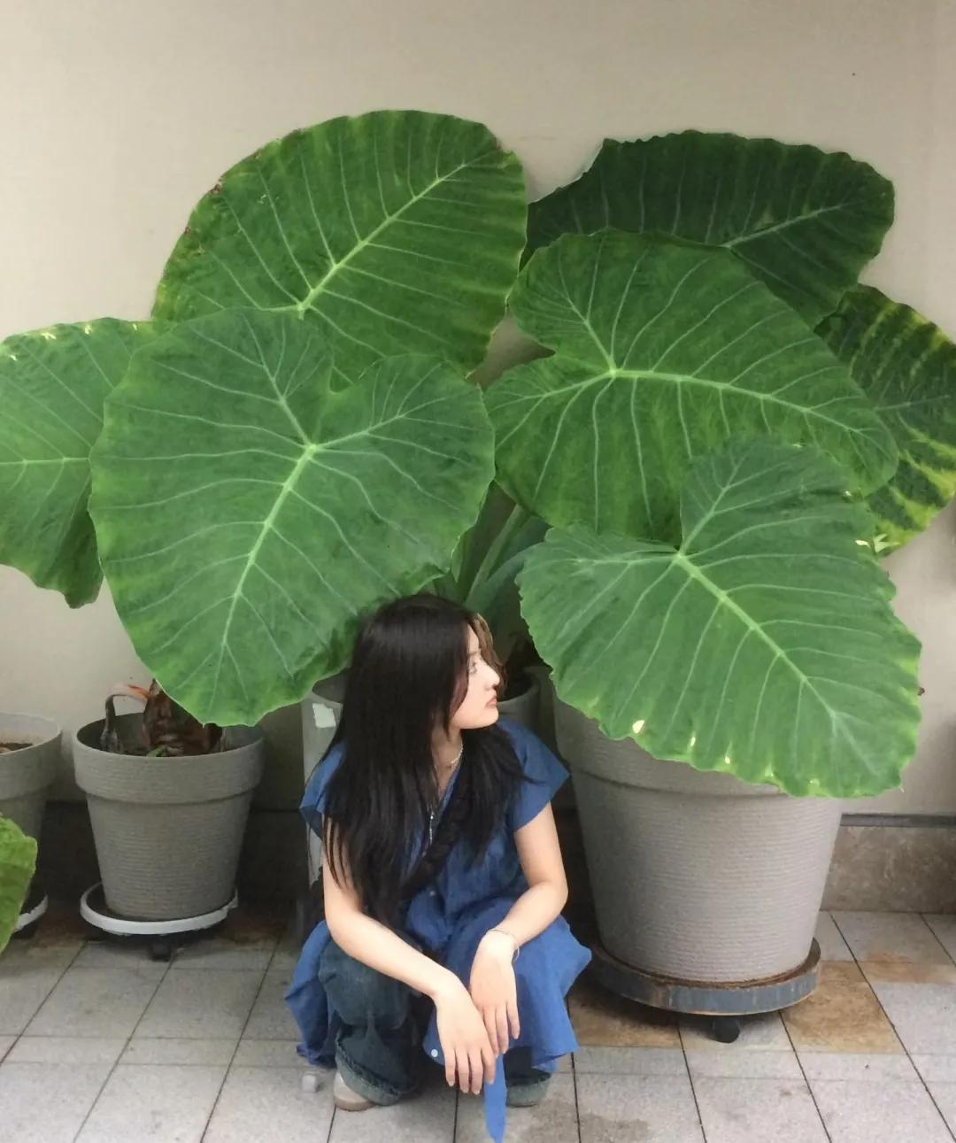 Phong thủy và tài lộc: Có nên trồng cây khoai môn tai voi trong nhà không?- Ảnh 16.