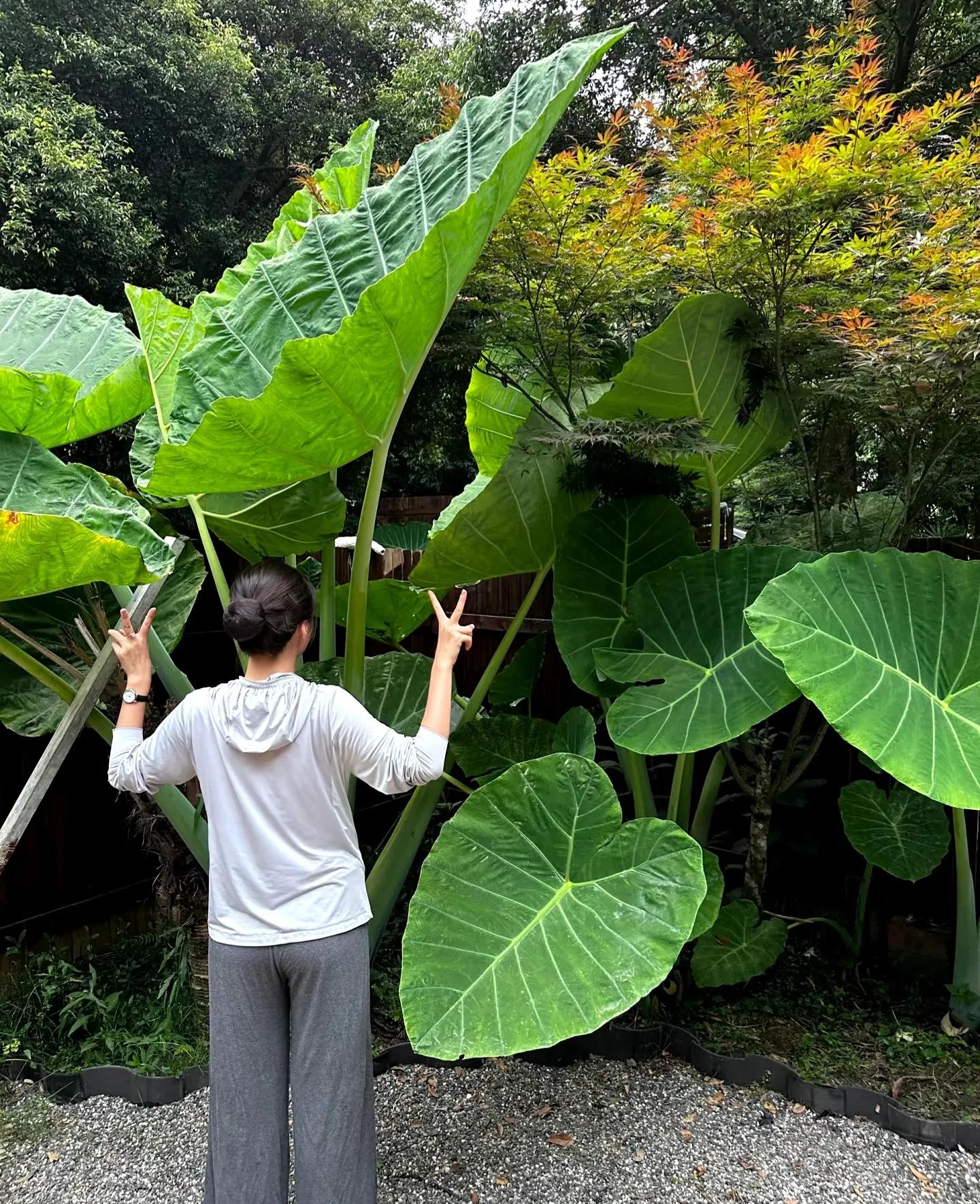 Phong thủy và tài lộc: Có nên trồng cây khoai môn tai voi trong nhà không?- Ảnh 8.