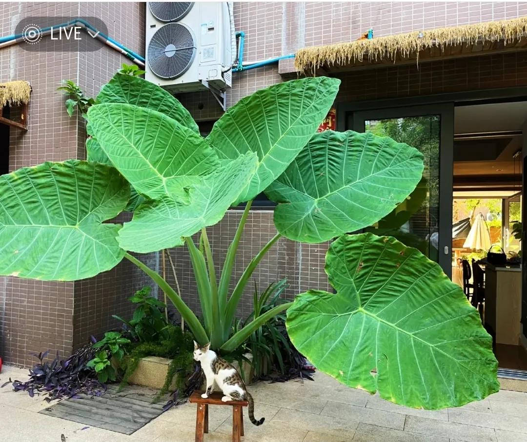 Phong thủy và tài lộc: Có nên trồng cây khoai môn tai voi trong nhà không?- Ảnh 10.