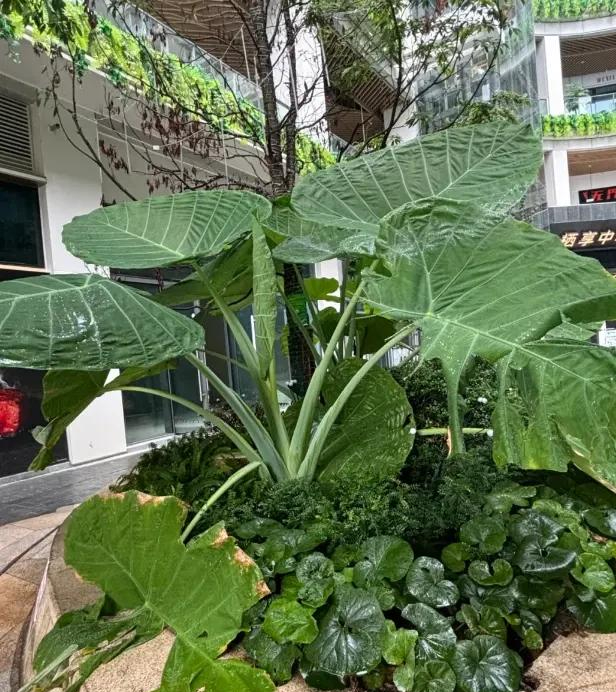 Phong thủy và tài lộc: Có nên trồng cây khoai môn tai voi trong nhà không?- Ảnh 4.