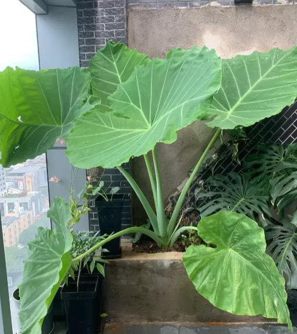 Phong thủy và tài lộc: Có nên trồng cây khoai môn tai voi trong nhà không?- Ảnh 1.