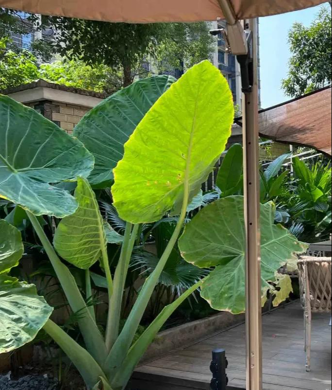 Phong thủy và tài lộc: Có nên trồng cây khoai môn tai voi trong nhà không?- Ảnh 2.