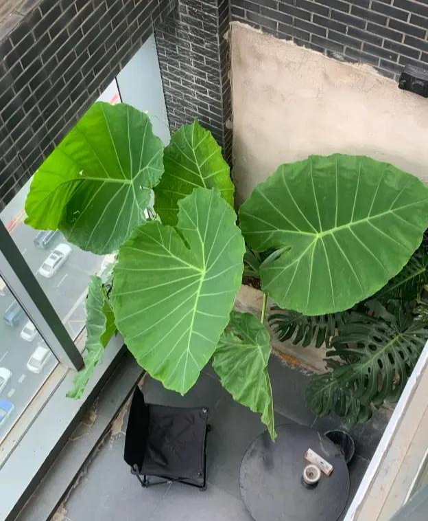 Phong thủy và tài lộc: Có nên trồng cây khoai môn tai voi trong nhà không?- Ảnh 3.