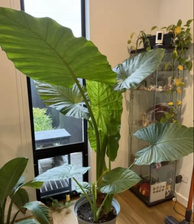 Phong thủy và tài lộc: Có nên trồng cây khoai môn tai voi trong nhà không?- Ảnh 5.