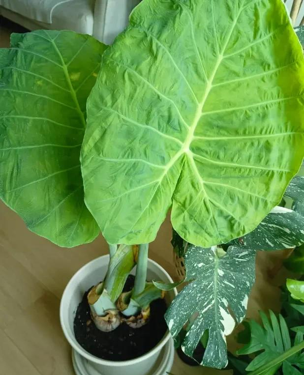 Phong thủy và tài lộc: Có nên trồng cây khoai môn tai voi trong nhà không?- Ảnh 6.