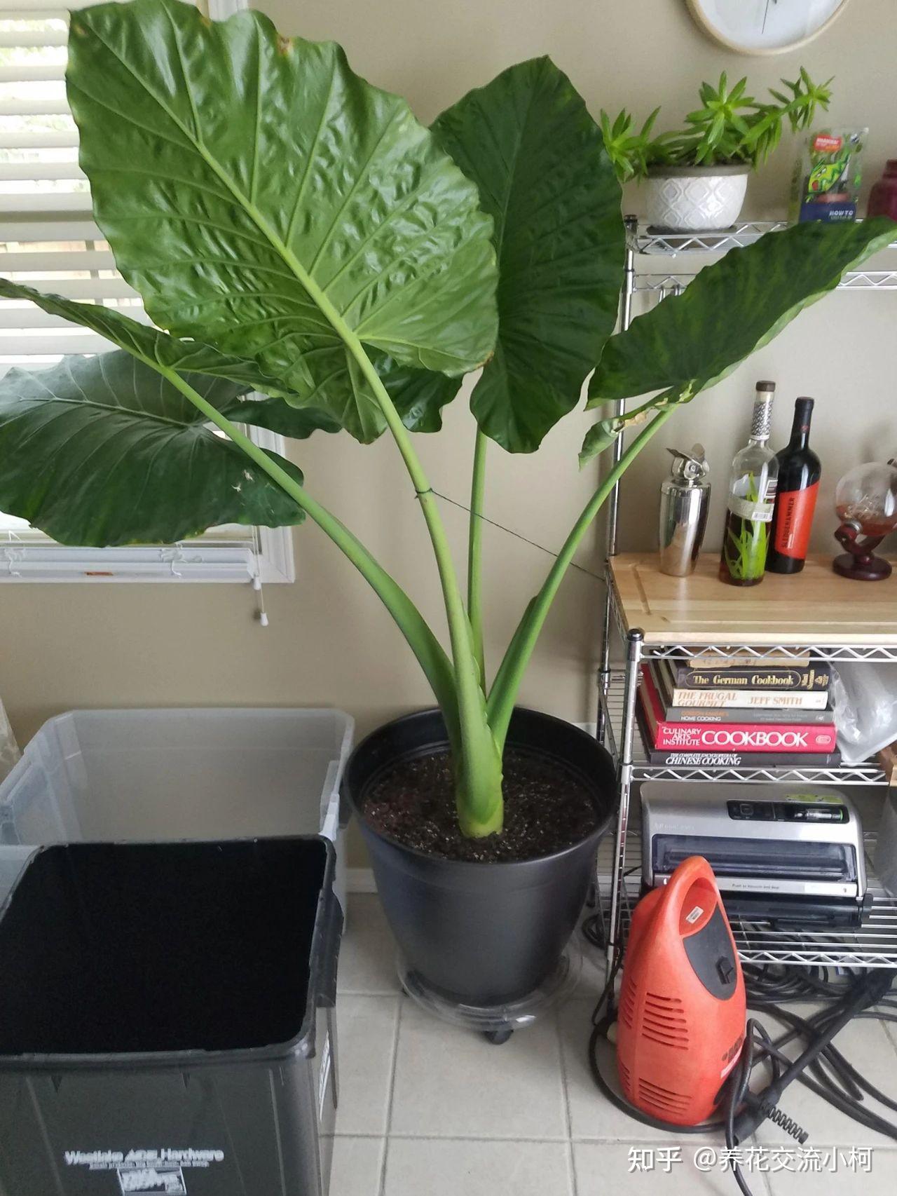 Phong thủy và tài lộc: Có nên trồng cây khoai môn tai voi trong nhà không?- Ảnh 18.