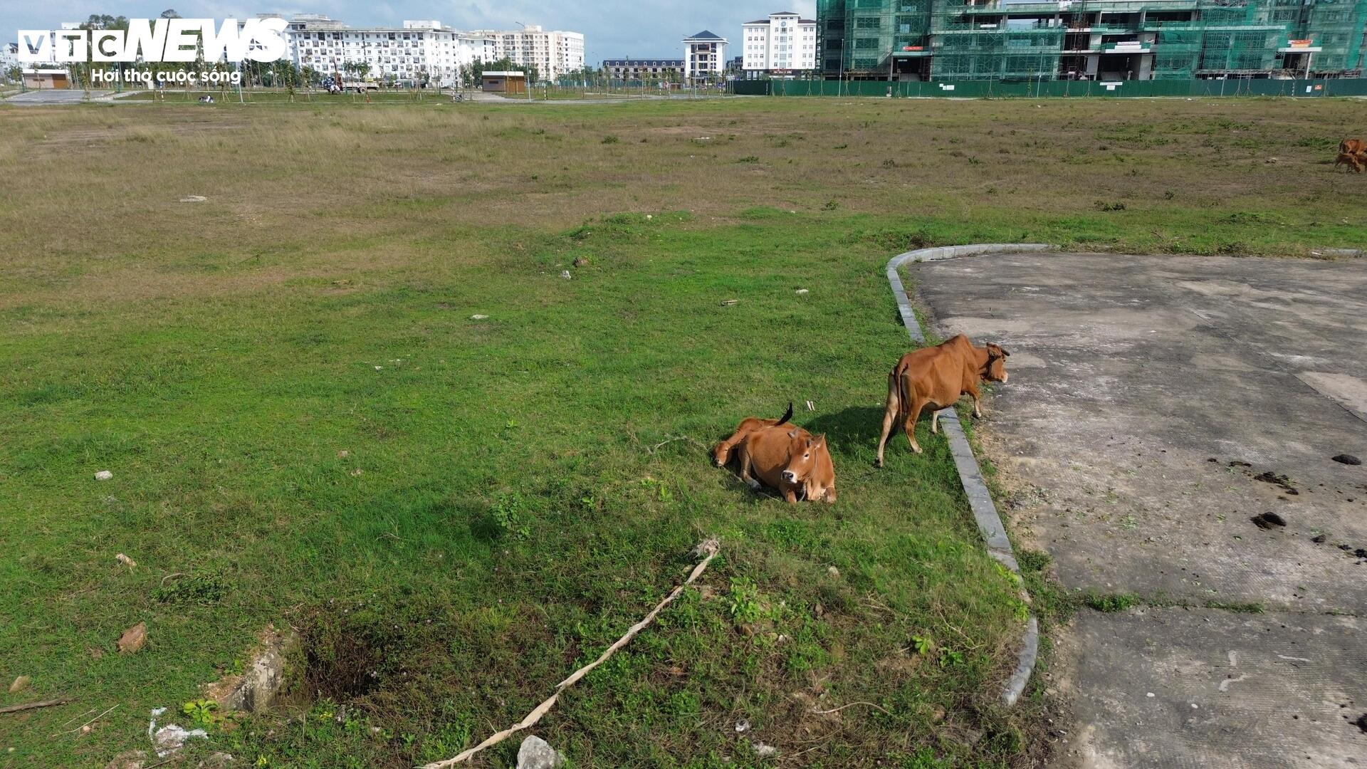 Quảng trường trăm tỷ ở trung tâm TP Huế thành nơi thả bò- Ảnh 7.