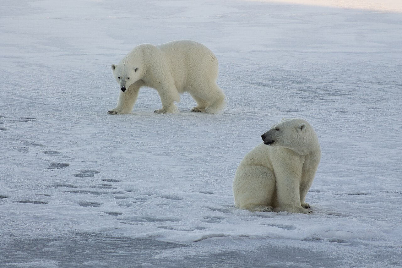 Thước phim đầu tiên trong lịch sử ghi lại cảnh gấu Bắc Cực dắt con rời hang ngủ đông: Trông rất đáng yêu, nhưng các nhà khoa học cho biết đó là một điềm báo chẳng lành- Ảnh 3.