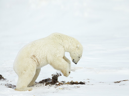 Thước phim đầu tiên trong lịch sử ghi lại cảnh gấu Bắc Cực dắt con rời hang ngủ đông: Trông rất đáng yêu, nhưng các nhà khoa học cho biết đó là một điềm báo chẳng lành- Ảnh 5.