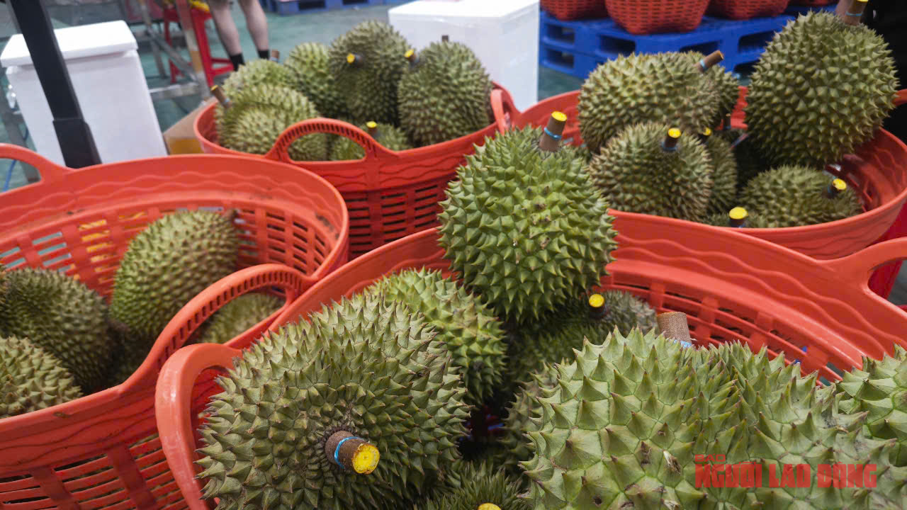 Sầu riêng tăng giá tiếp, thời hoàng kim sắp trở lại?- Ảnh 1. Sầu riêng tăng giá tiếp, thời hoàng kim sắp trở lại?- Ảnh 1.