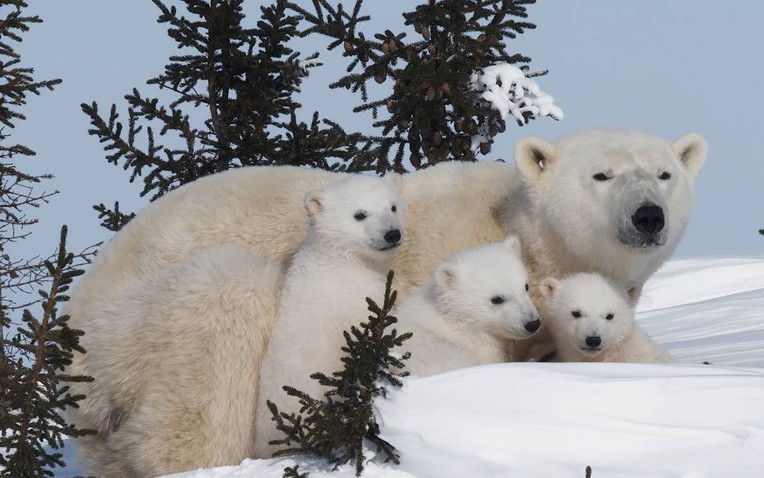 Thước phim đầu tiên trong lịch sử ghi lại cảnh gấu Bắc Cực dắt con rời hang ngủ đông: Trông rất đáng yêu, nhưng các nhà khoa học cho biết đó là một điềm báo chẳng lành- Ảnh 1.