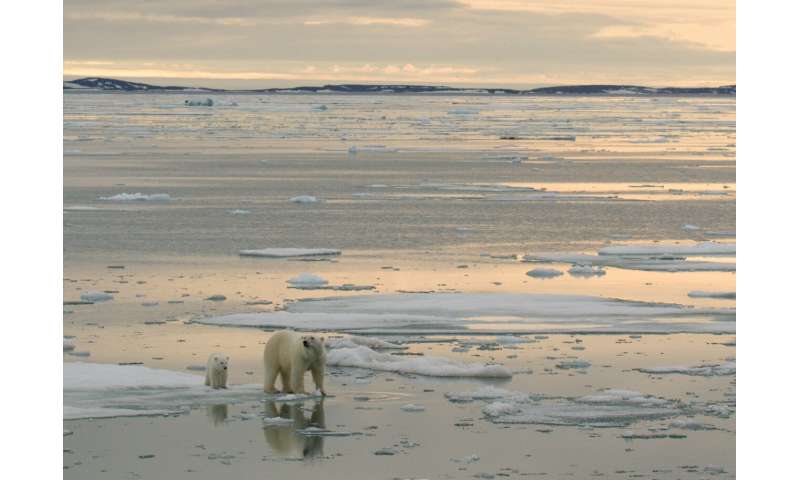 Thước phim đầu tiên trong lịch sử ghi lại cảnh gấu Bắc Cực dắt con rời hang ngủ đông: Trông rất đáng yêu, nhưng các nhà khoa học cho biết đó là một điềm báo chẳng lành- Ảnh 13.