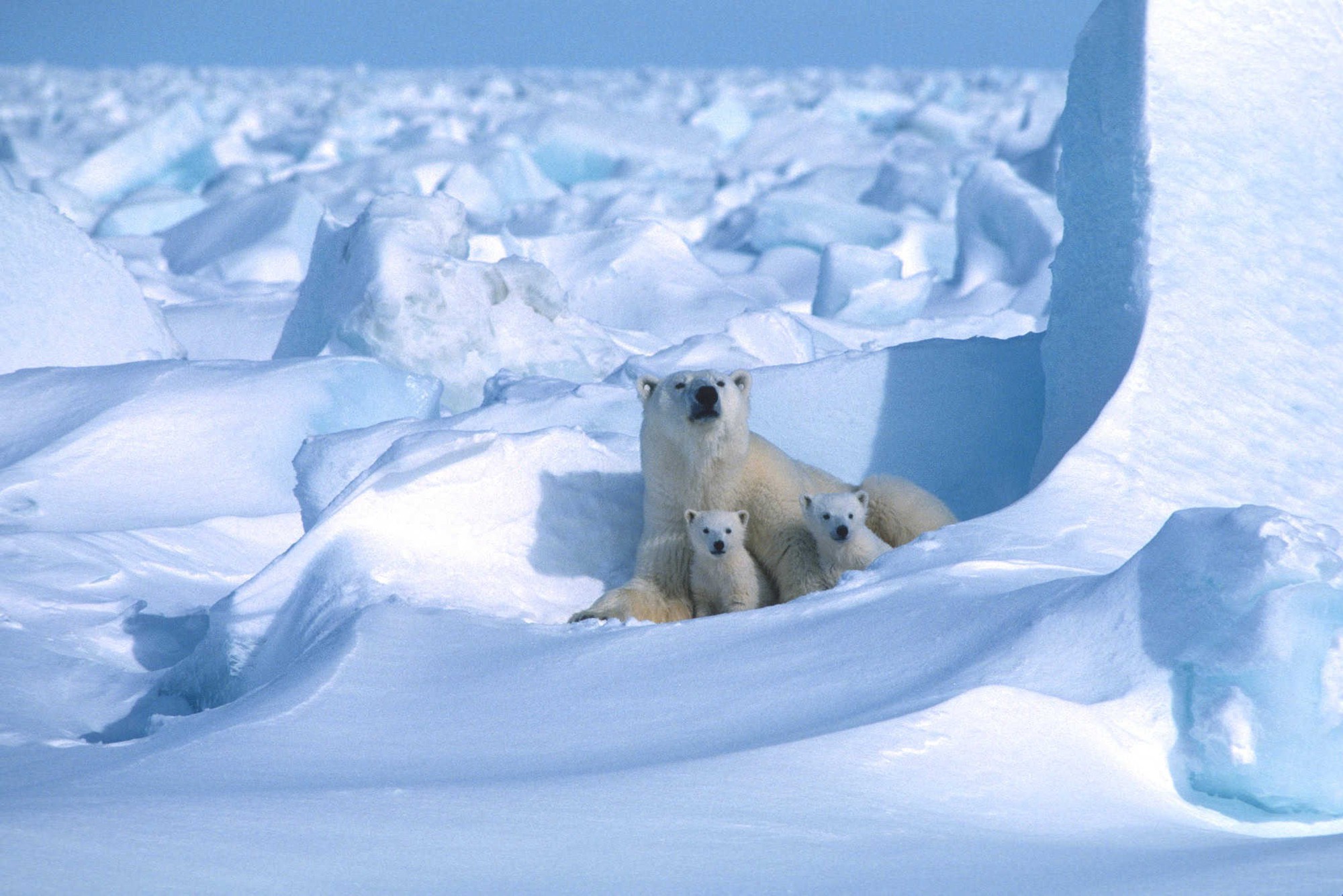 Thước phim đầu tiên trong lịch sử ghi lại cảnh gấu Bắc Cực dắt con rời hang ngủ đông: Trông rất đáng yêu, nhưng các nhà khoa học cho biết đó là một điềm báo chẳng lành- Ảnh 2.