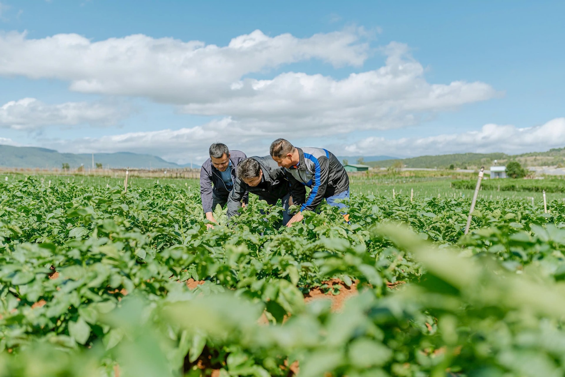 Chuyện Phó GĐ ca trực Nhà máy mỏ Quảng Ninh tha hương cầu thực, làm nên “cơ ngơi” khoai tây, chuối, cà chua… kiếm tiền tỷ- Ảnh 2.