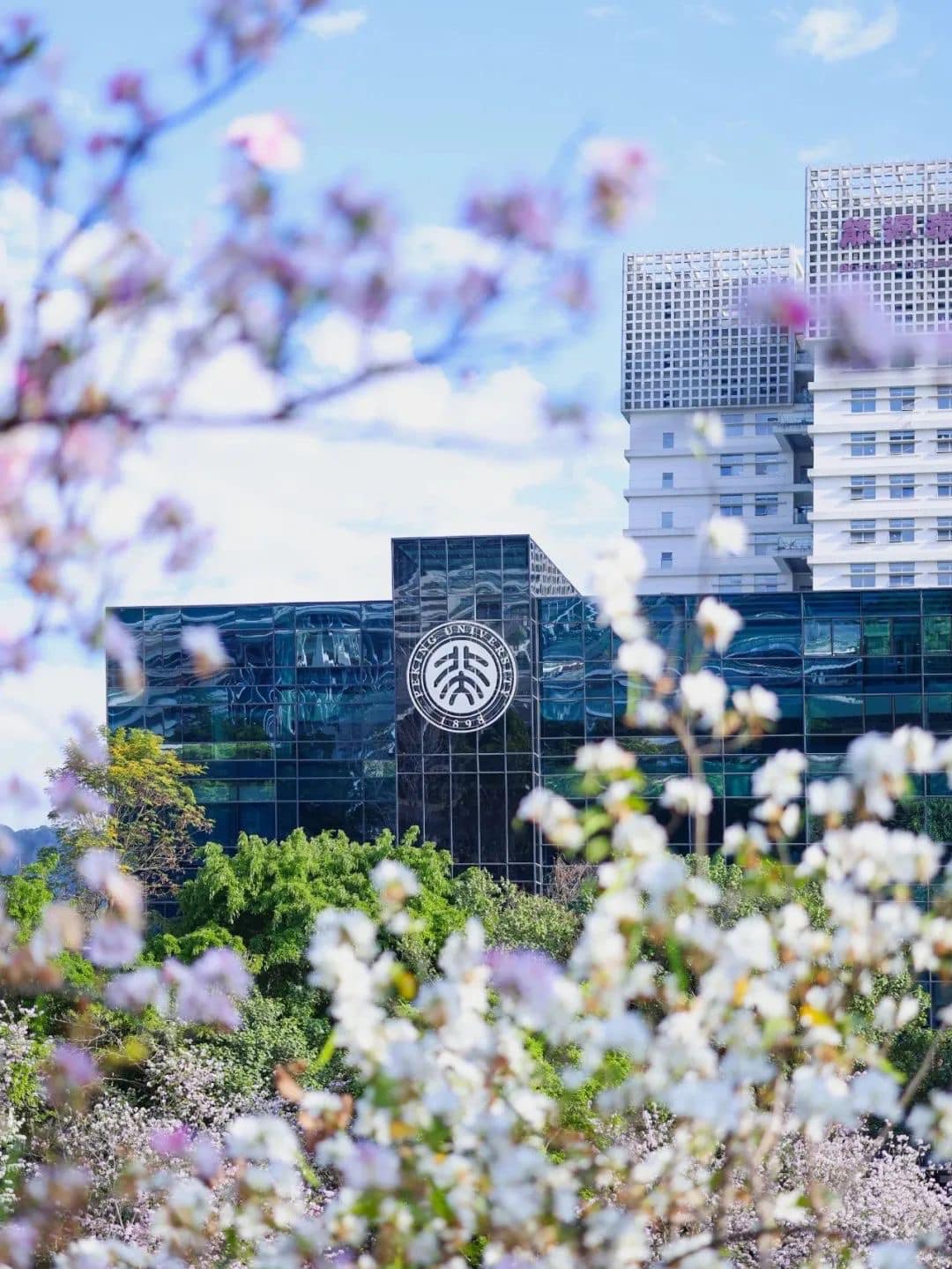 Đang học Stanford giờ còn đỗ thêm cả Bắc Đại, Jenny Huỳnh khiến netizen gào thét: Làm ơn đừng để bố mẹ tôi thấy!- Ảnh 2. Đang học Stanford giờ còn đỗ thêm cả Bắc Đại, Jenny Huỳnh khiến netizen gào thét: Làm ơn đừng để bố mẹ tôi thấy!- Ảnh 2.