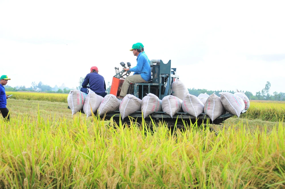 Trồng lúa ST25 lãi cao, nông dân mở rộng diện tích- Ảnh 2. Trồng lúa ST25 lãi cao, nông dân mở rộng diện tích- Ảnh 2.