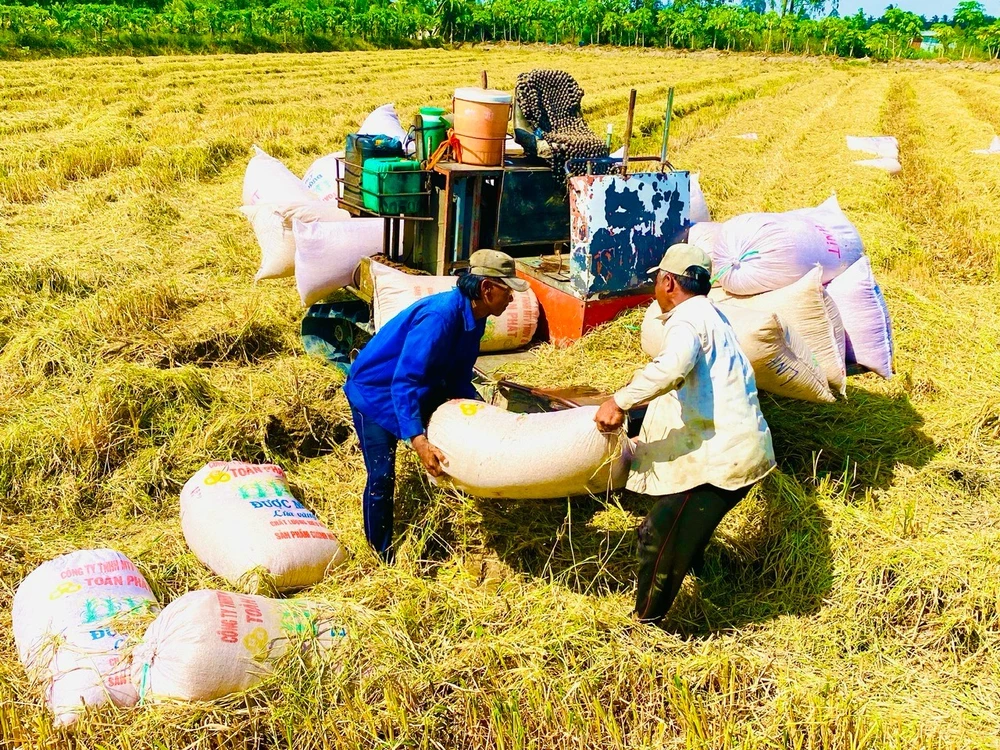 Trồng lúa ST25 lãi cao, nông dân mở rộng diện tích- Ảnh 3. Trồng lúa ST25 lãi cao, nông dân mở rộng diện tích- Ảnh 3.