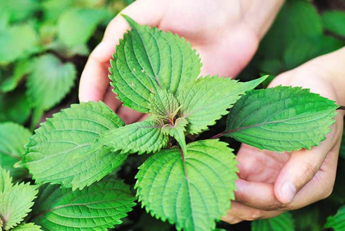 Việt Nam có 1 loại lá ăn thì cay nhưng lại giàu omega-3, giúp ổn định mỡ máu, chống tia UV như kem chống nắng tự nhiên- Ảnh 2.