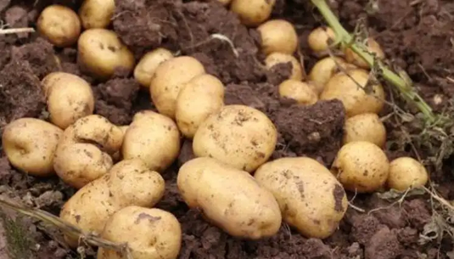 30 năm kinh nghiệm mua rau, 5 loại rau nông dân "không dùng thuốc trừ sâu", tươi ngon giá rẻ- Ảnh 5.