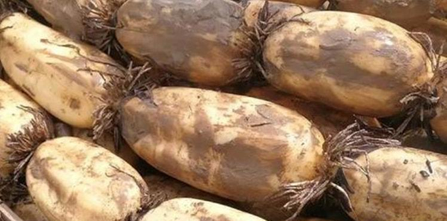 30 năm kinh nghiệm mua rau, 5 loại rau nông dân "không dùng thuốc trừ sâu", tươi ngon giá rẻ- Ảnh 3.