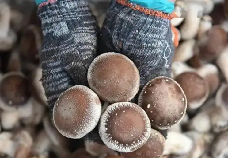 30 năm kinh nghiệm mua rau, 5 loại rau nông dân "không dùng thuốc trừ sâu", tươi ngon giá rẻ- Ảnh 1.