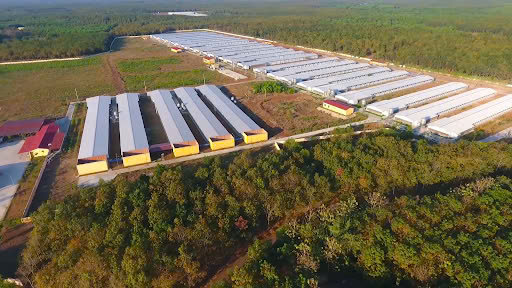 So sánh lợi nhuận quý đầu năm 2025 giữa Hoàng Anh Gia Lai và Dabaco- Ảnh 1.