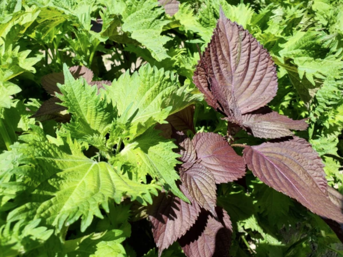 "Lá hồi sinh": loại rau bán đầy chợ Việt Nam, chỉ 1k - 2k/mớ mà ở Nhật lại được xem trọng vô cùng, còn phải mua từng lá một- Ảnh 1.