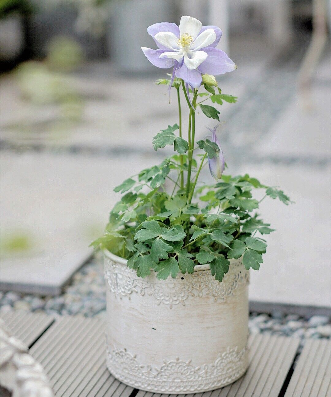 Chỉ vỏn vẹn 20m2 nhưng khu vườn sân thượng của đôi vợ chồng này như 1 