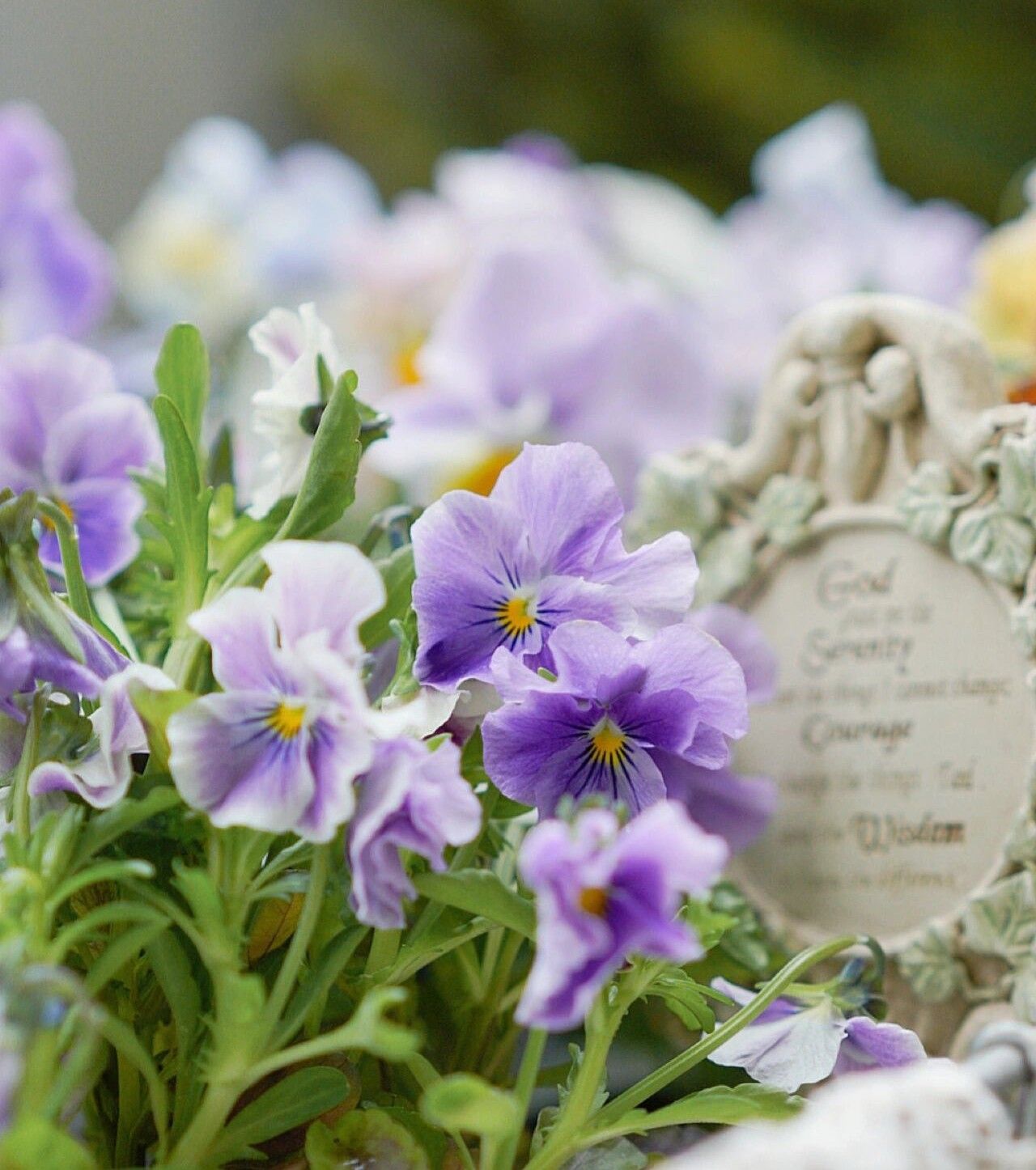 Chỉ vỏn vẹn 20m2 nhưng khu vườn sân thượng của đôi vợ chồng này như 1 