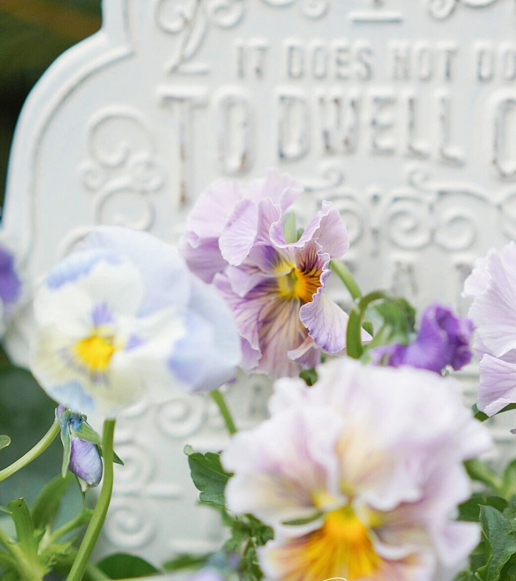 Chỉ vỏn vẹn 20m2 nhưng khu vườn sân thượng của đôi vợ chồng này như 1 