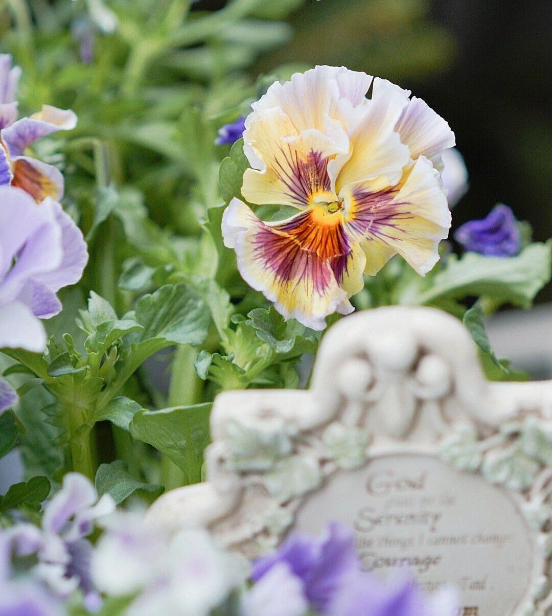 Chỉ vỏn vẹn 20m2 nhưng khu vườn sân thượng của đôi vợ chồng này như 1 