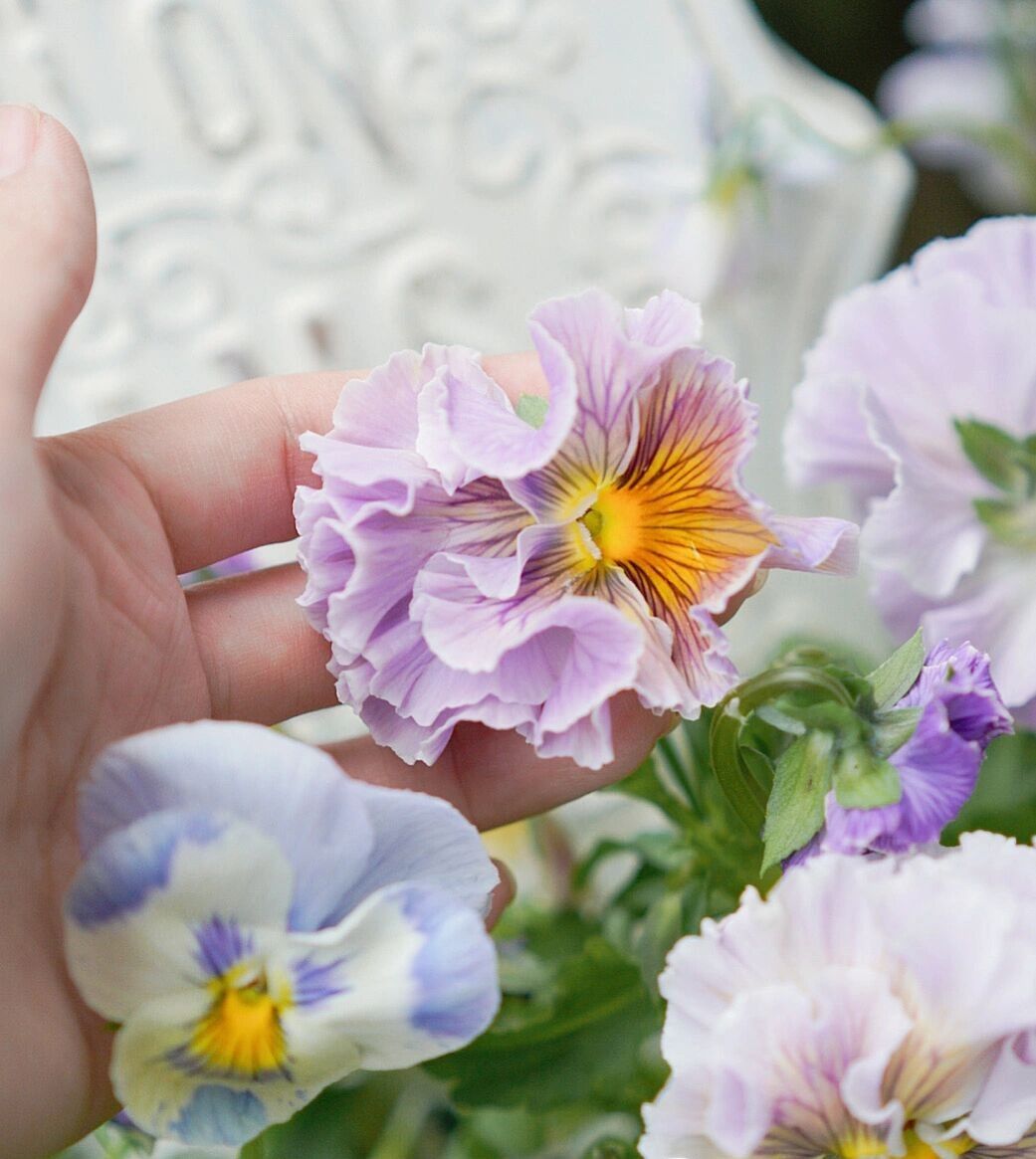 Chỉ vỏn vẹn 20m2 nhưng khu vườn sân thượng của đôi vợ chồng này như 1 