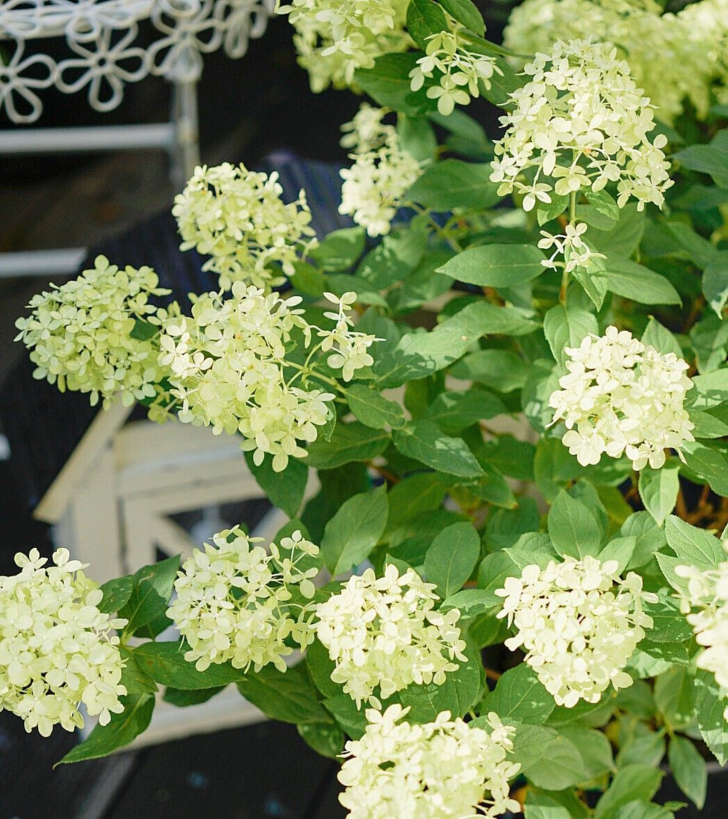 Chỉ vỏn vẹn 20m2 nhưng khu vườn sân thượng của đôi vợ chồng này như 1 