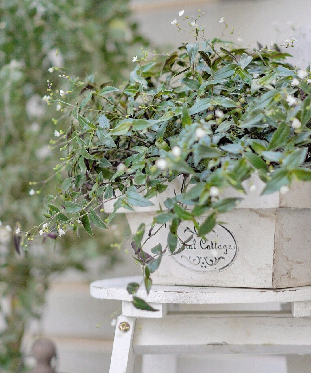 Chỉ vỏn vẹn 20m2 nhưng khu vườn sân thượng của đôi vợ chồng này như 1 