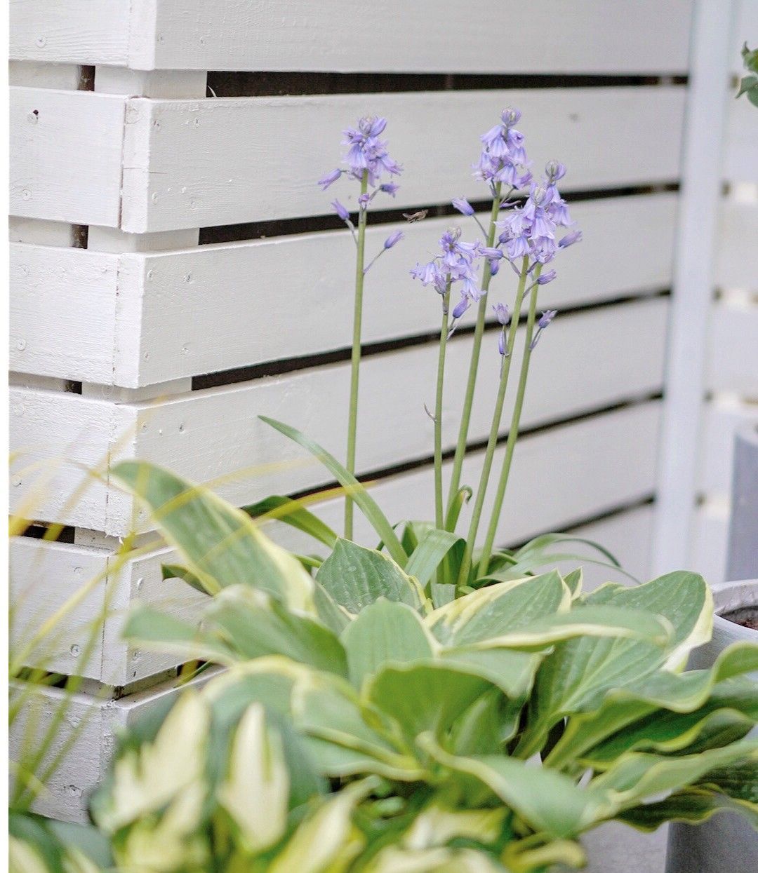 Chỉ vỏn vẹn 20m2 nhưng khu vườn sân thượng của đôi vợ chồng này như 1 