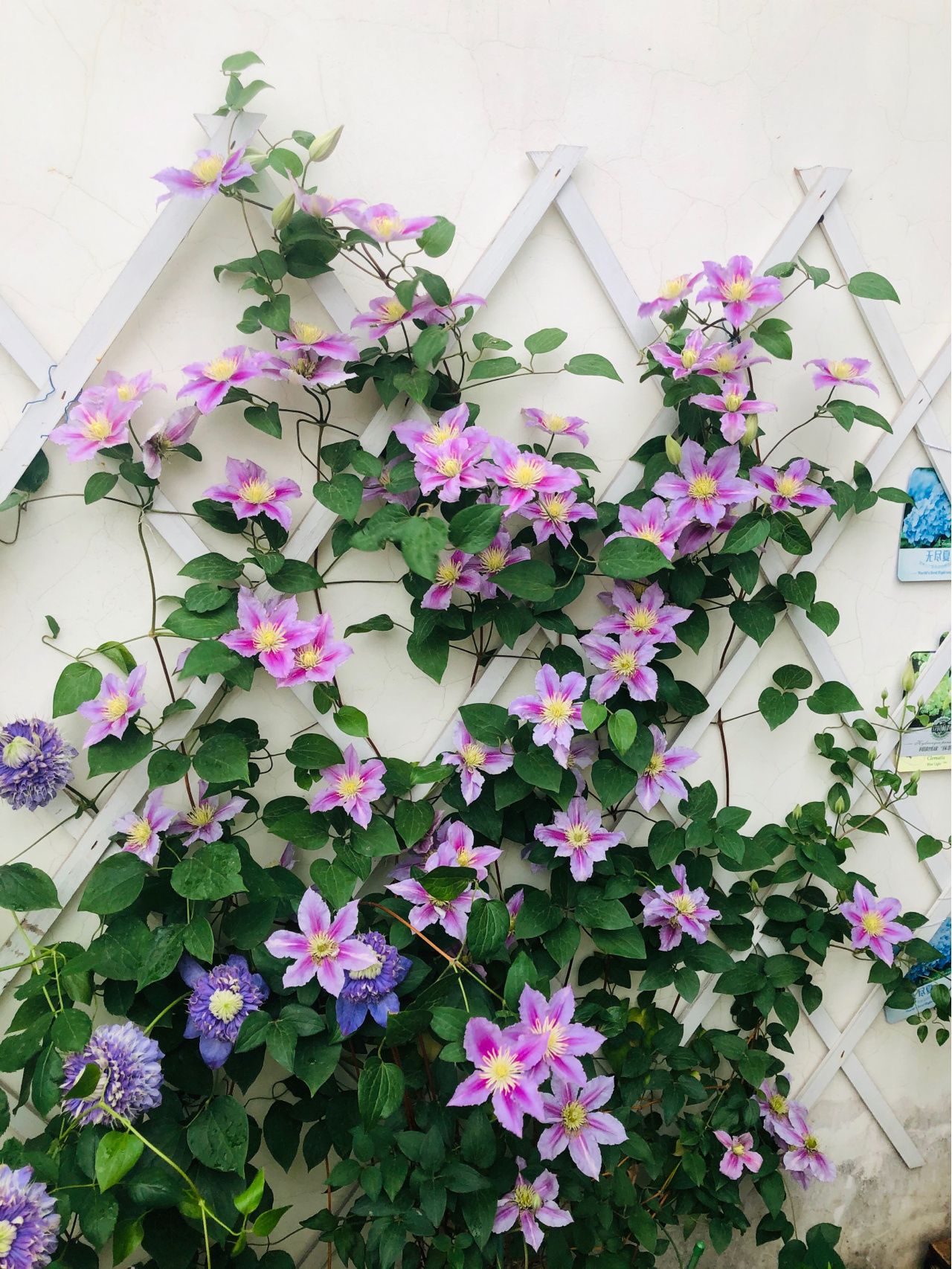 Chỉ vỏn vẹn 20m2 nhưng khu vườn sân thượng của đôi vợ chồng này như 1 