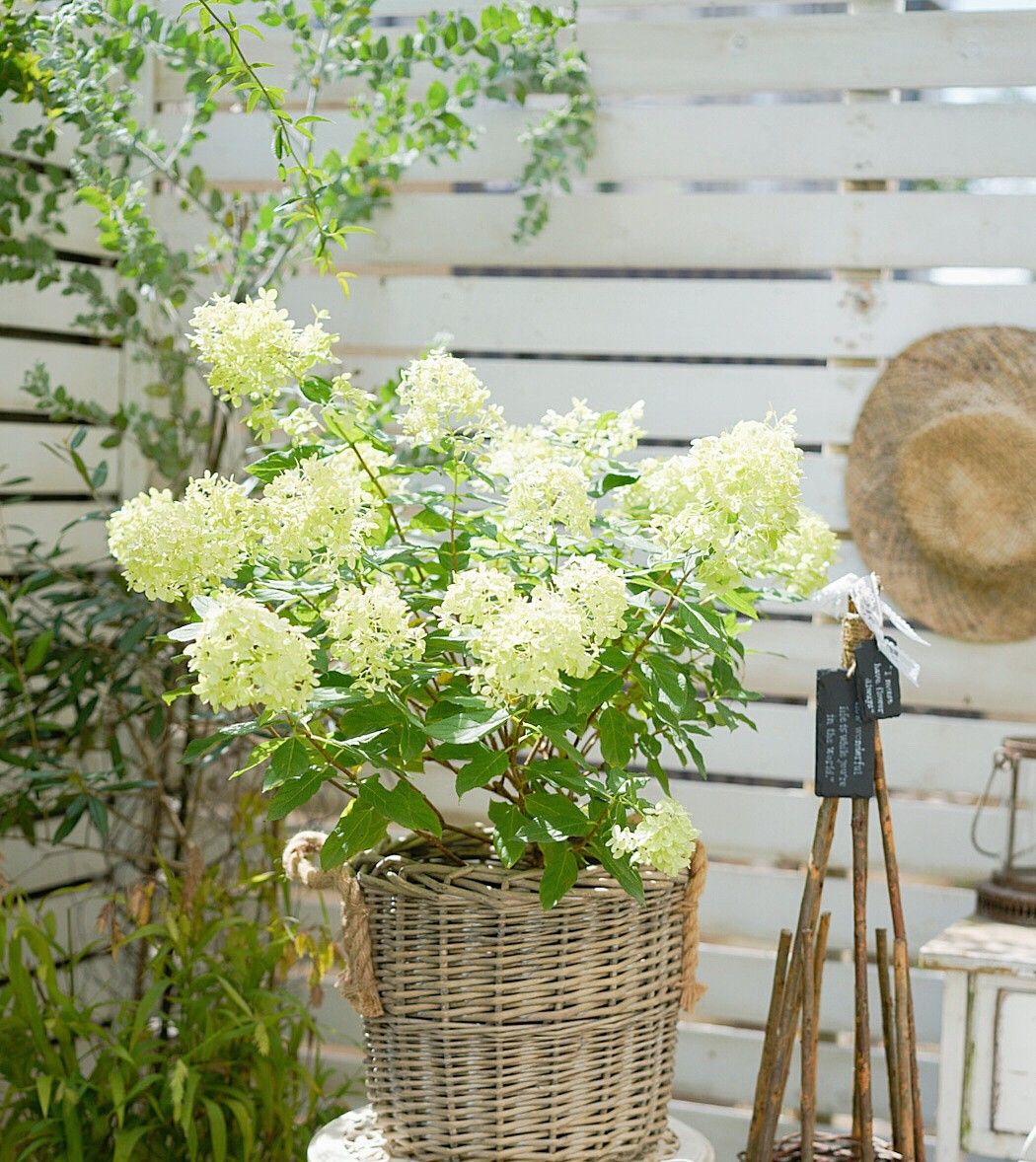 Chỉ vỏn vẹn 20m2 nhưng khu vườn sân thượng của đôi vợ chồng này như 1 