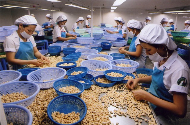 Loại hạt lọt top tốt nhất thế giới, Việt Nam xuất khẩu số 1 toàn cầu suốt 18 năm- Ảnh 3. Loại hạt lọt top tốt nhất thế giới, Việt Nam xuất khẩu số 1 toàn cầu suốt 18 năm- Ảnh 3.