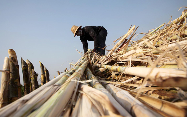 Doanh nghiệp mía đường điêu đứng vì đường lậu- Ảnh 1.