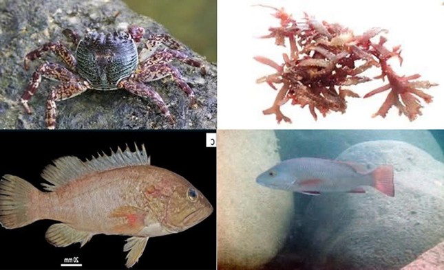 Phát hiện nhiều loài quý hiếm ở vùng biển từng xảy ra sự cố Formosa- Ảnh 1.