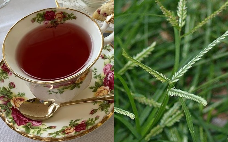 Việt Nam có 1 loại lá chống rụng tóc, kích thích mọc tóc con rất tốt: Tận dụng có thể trị được nhiều căn bệnh quen thuộc hiệu quả- Ảnh 3.