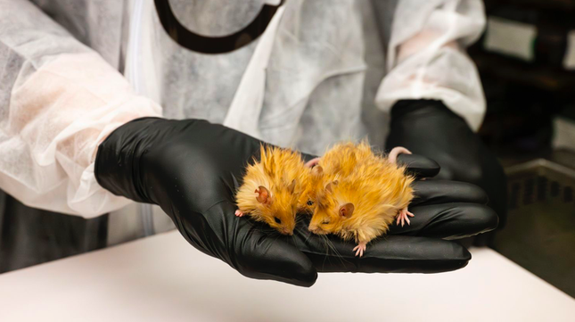 Tạo ra chuột có bộ lông giống voi ma mút cổ đại- Ảnh 1.