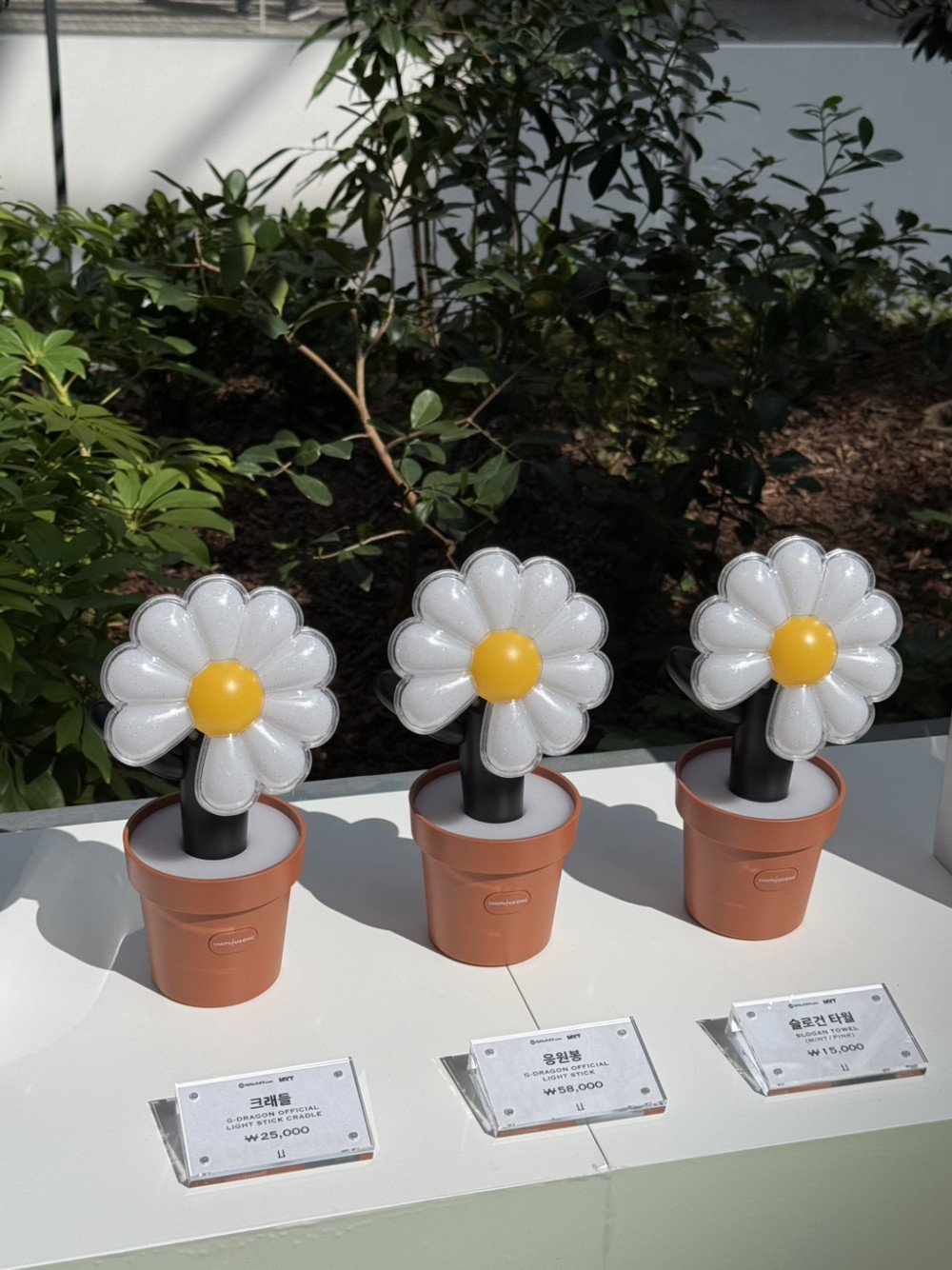 Sau vàng, matcha thì lightstick 