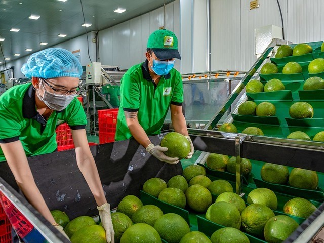 Sầu riêng 'vấp ngã' khiến xuất khẩu rau quả lao dốc- Ảnh 1.