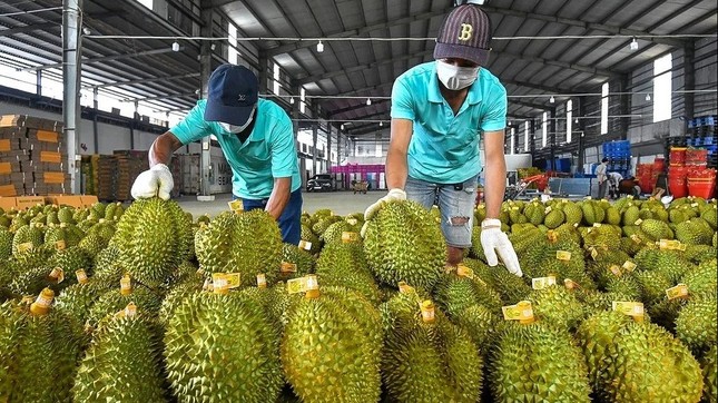Sầu riêng 'vấp ngã' khiến xuất khẩu rau quả lao dốc- Ảnh 2.